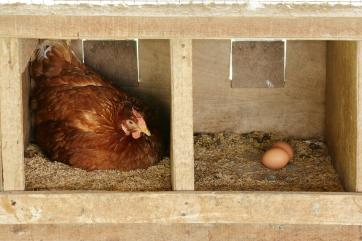 В России вывели новую породу яйценоских кур